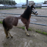 Pony