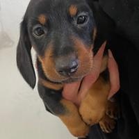 Bassotto nono tedesco