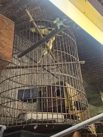 Pappagallo calopsite