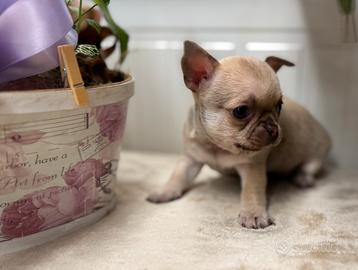 Cucciola chihuahua pelo corto cioccolate fawn