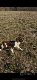 Cane springer