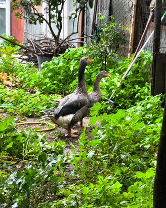 Animali da cortile