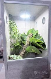 Teca geco ciliatus