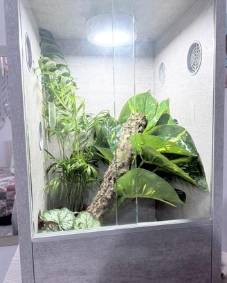 Teca geco ciliatus