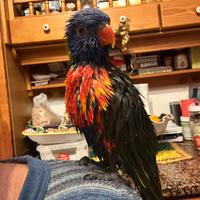 Lori arcobaleno femmina 4 anni