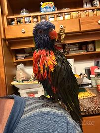 Lori arcobaleno femmina 4 anni