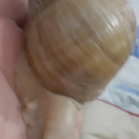 Lumaca africana Achatina white