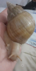 Lumaca africana Achatina white