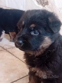 Cuccioli di Pastore Tedesco