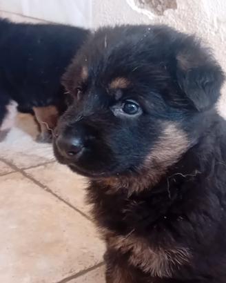 Cuccioli di Pastore Tedesco
