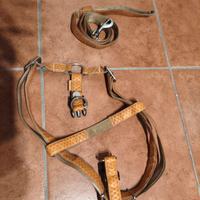 pettorina e guinzaglio in pelle