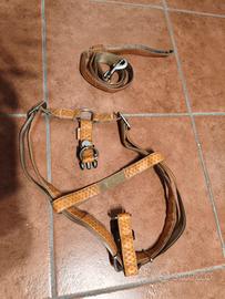 pettorina e guinzaglio in pelle