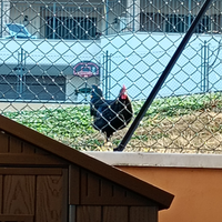 Gallo australorp