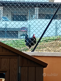 Gallo australorp
