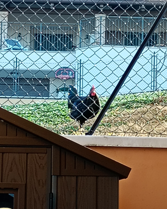 Gallo australorp