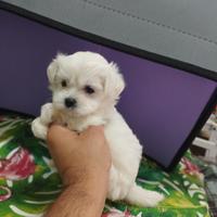 Cuccioli di maltese mini Toy