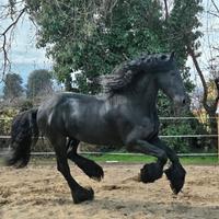 Stallone Frisone super barocco