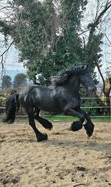 Stallone Frisone super barocco