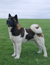 Due maschietti akita americano