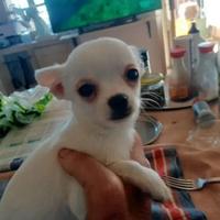 Cucciolo maschio chiwawa toy