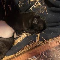 Cuccioli di bulldog francese