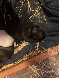 Cuccioli di bulldog francese