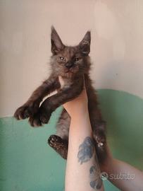 Maine coon black smoke