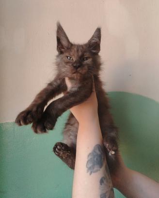 Maine coon black smoke