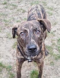 Cucciolo maschio 8 mesi coccolone