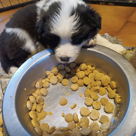 Border collie cuccioli