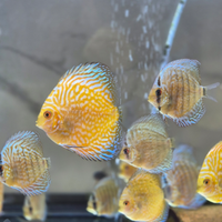 Pesci discus