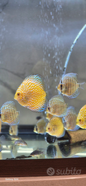 Pesci discus
