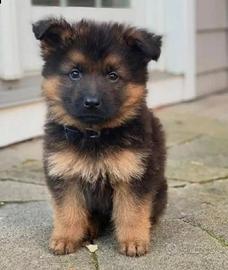 Cuccioli pastore tedesco con pedigree
