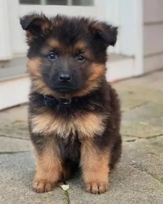 Cuccioli pastore tedesco con pedigree