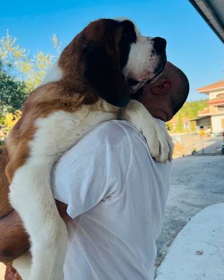 San Bernardo cucciolo gigantesco