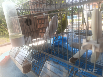 Coppia cocorite riproduttiva