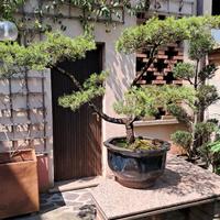 grande vaso bonsai pinus sylvestris