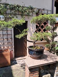 grande vaso bonsai pinus sylvestris