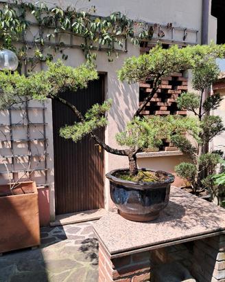 grande vaso bonsai pinus sylvestris
