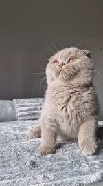 Scottish Fold