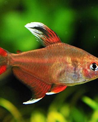 Ember tetra + White fin tetra