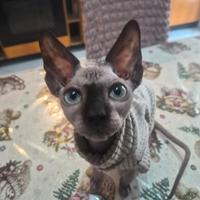 Cucciolo sphynx con pedigree
