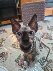 Cucciolo sphynx con pedigree