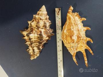conchiglie