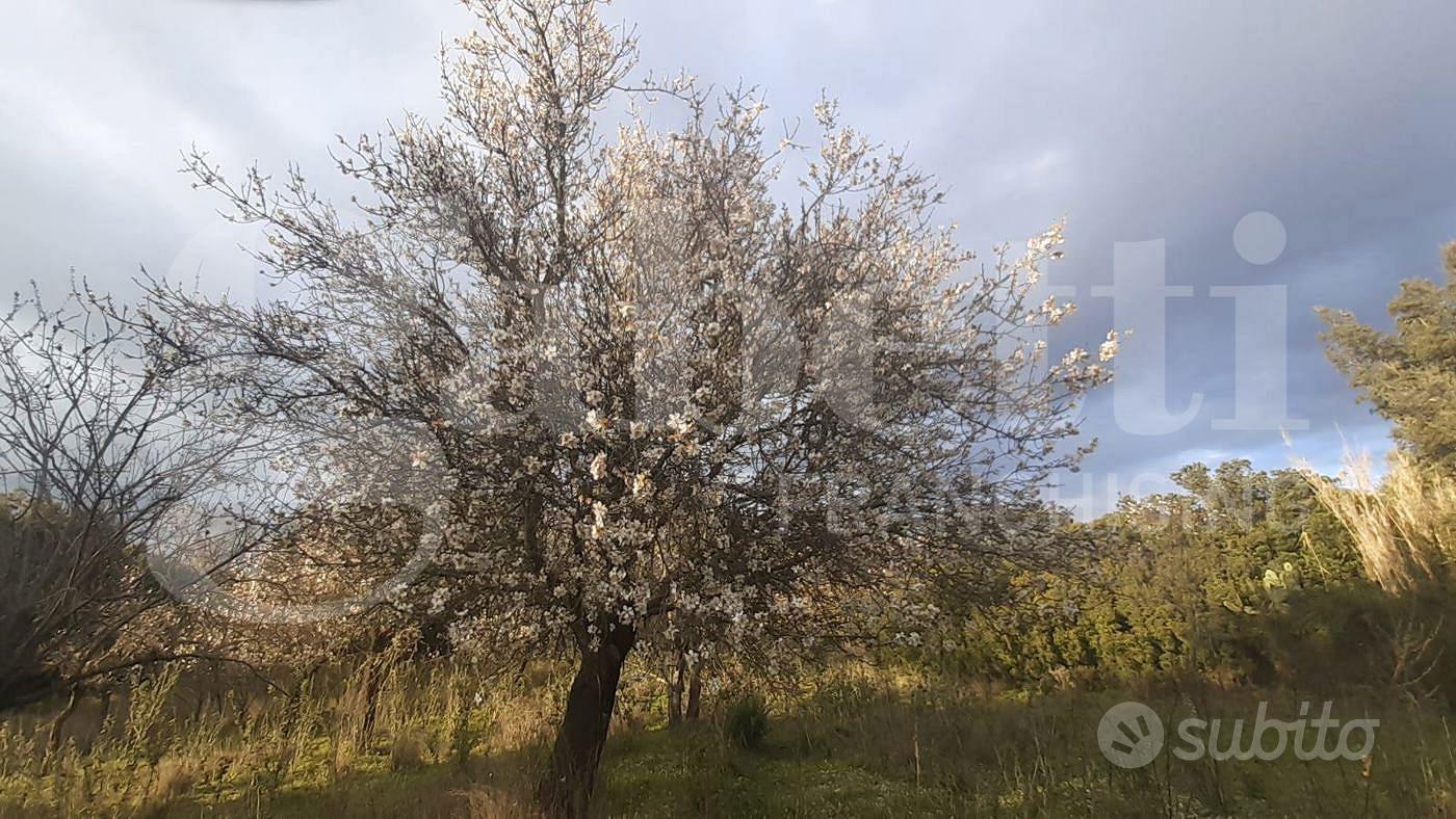 San Basilio, terreno agricolo di 3270 mq - Vista 3