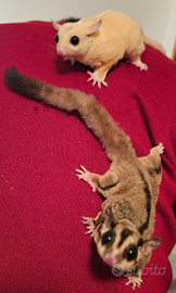 Petauro dello zucchero