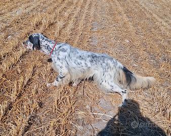 Setter inglese maschio