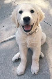 Cucciolo Golden retriever