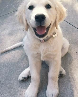 Cucciolo Golden retriever