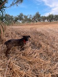 Cucciolone segugio maremmano